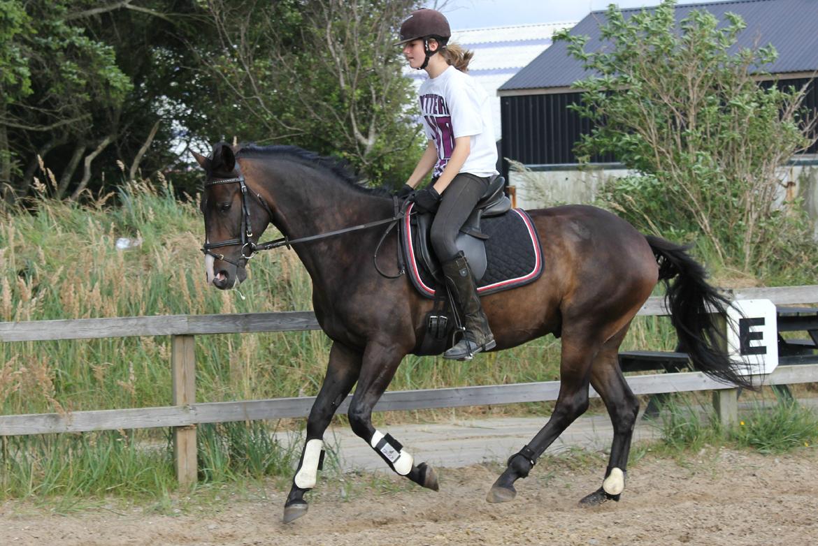 DSP Castellana Kærlund billede 3