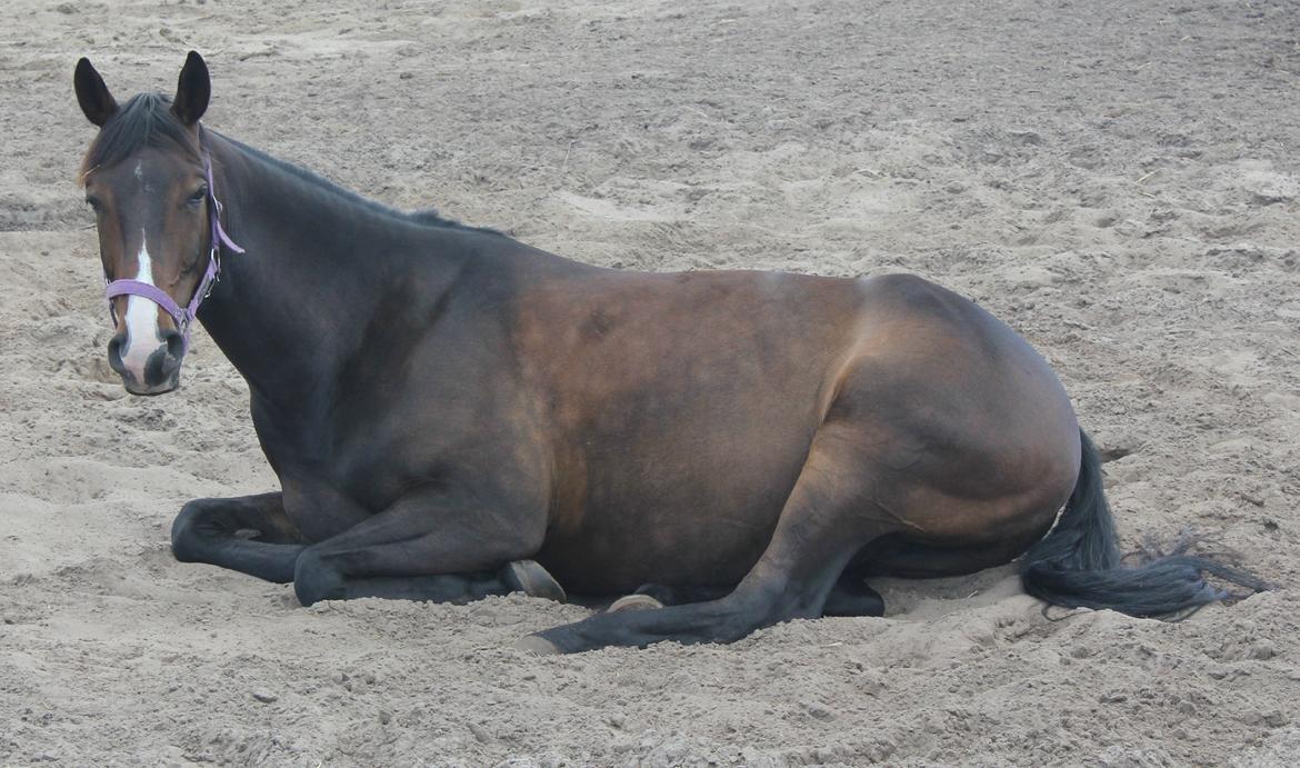 DSP Castellana Kærlund billede 9