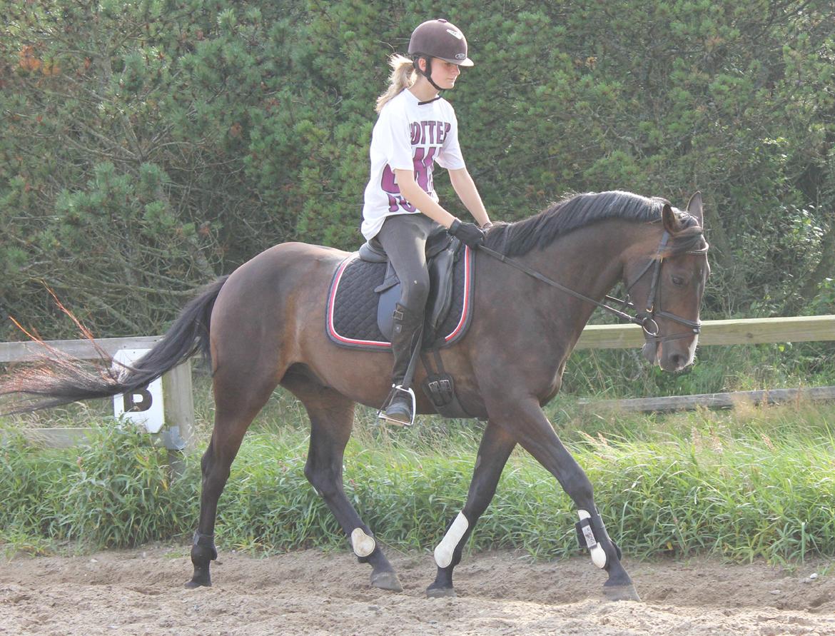 DSP Castellana Kærlund billede 10