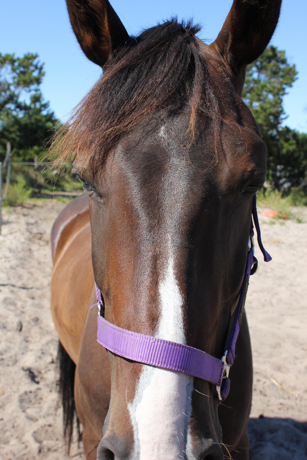 DSP Castellana Kærlund billede 12