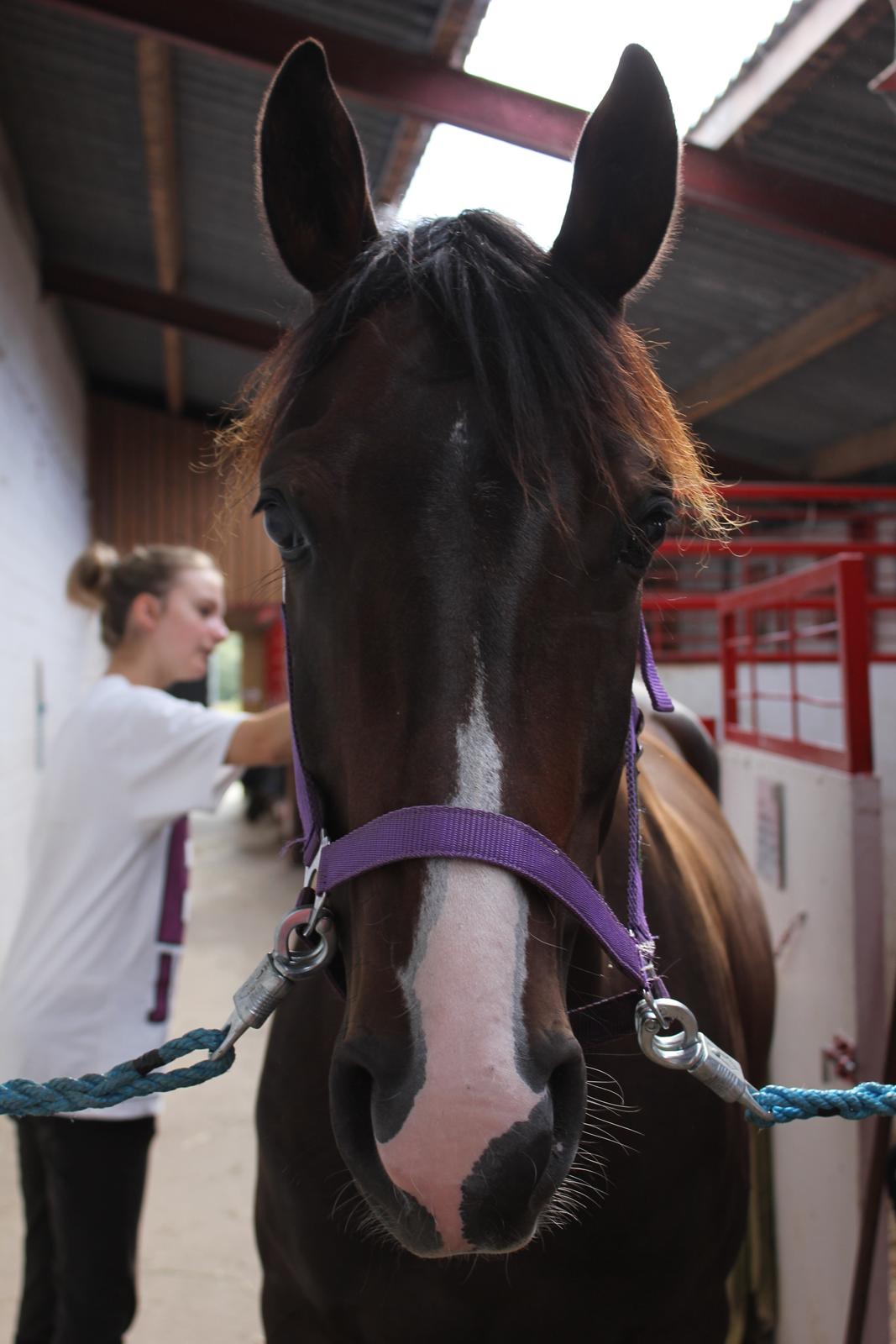 DSP Castellana Kærlund - Glad  billede 13