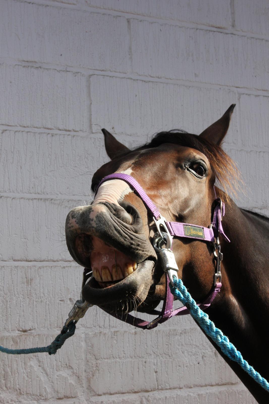 DSP Castellana Kærlund billede 14