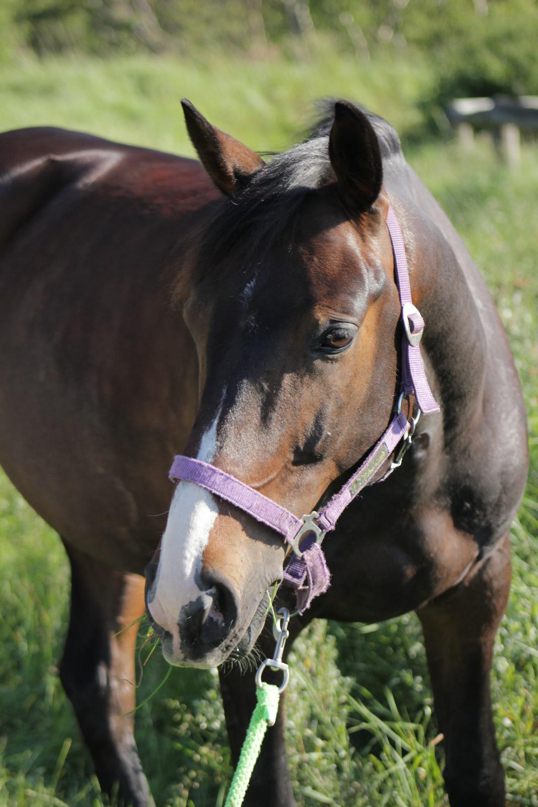 DSP Castellana Kærlund - Smukkeste billede 1
