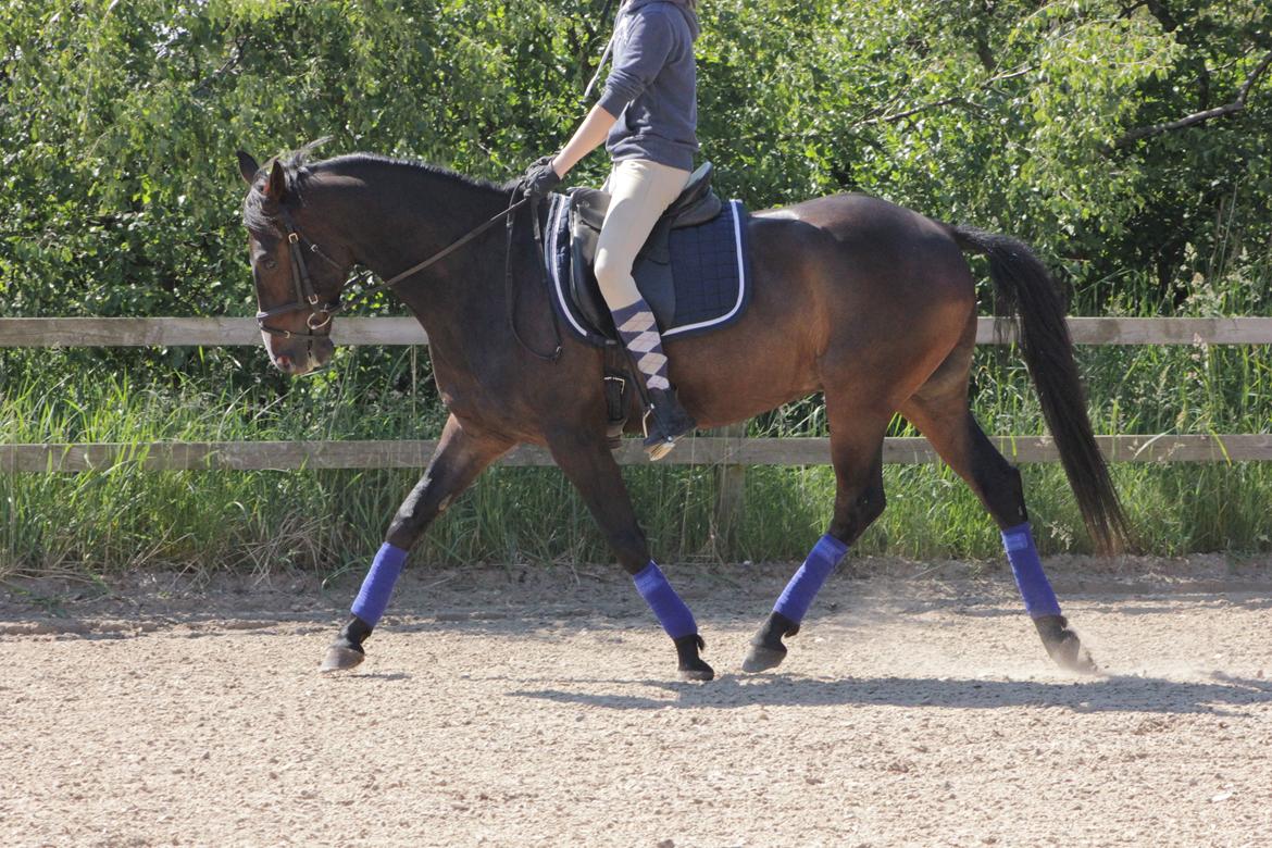 DSP Castellana Kærlund billede 16