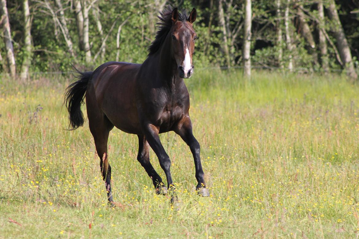 DSP Castellana Kærlund - Han nyder græsset og friheden  billede 18