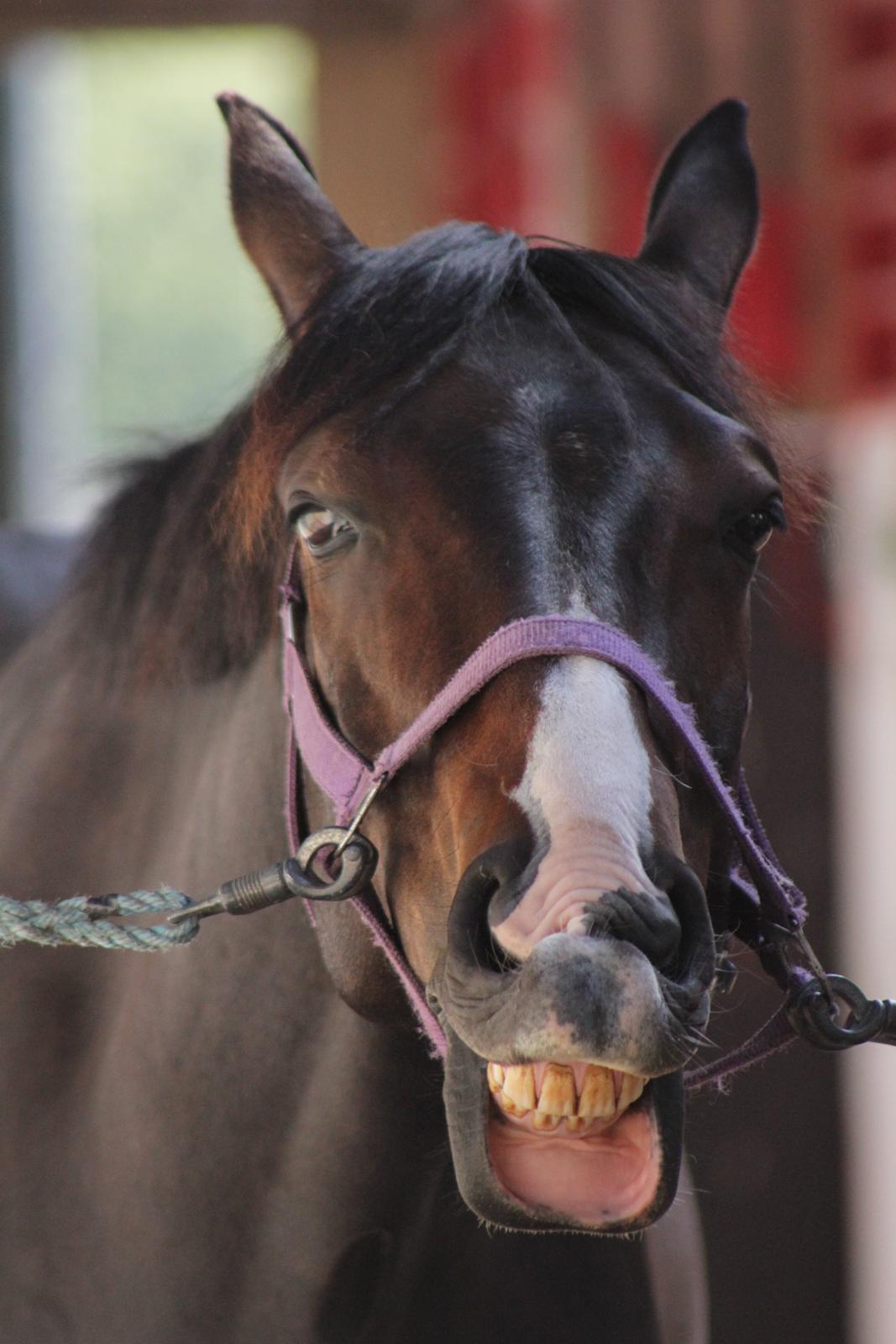 DSP Castellana Kærlund billede 19