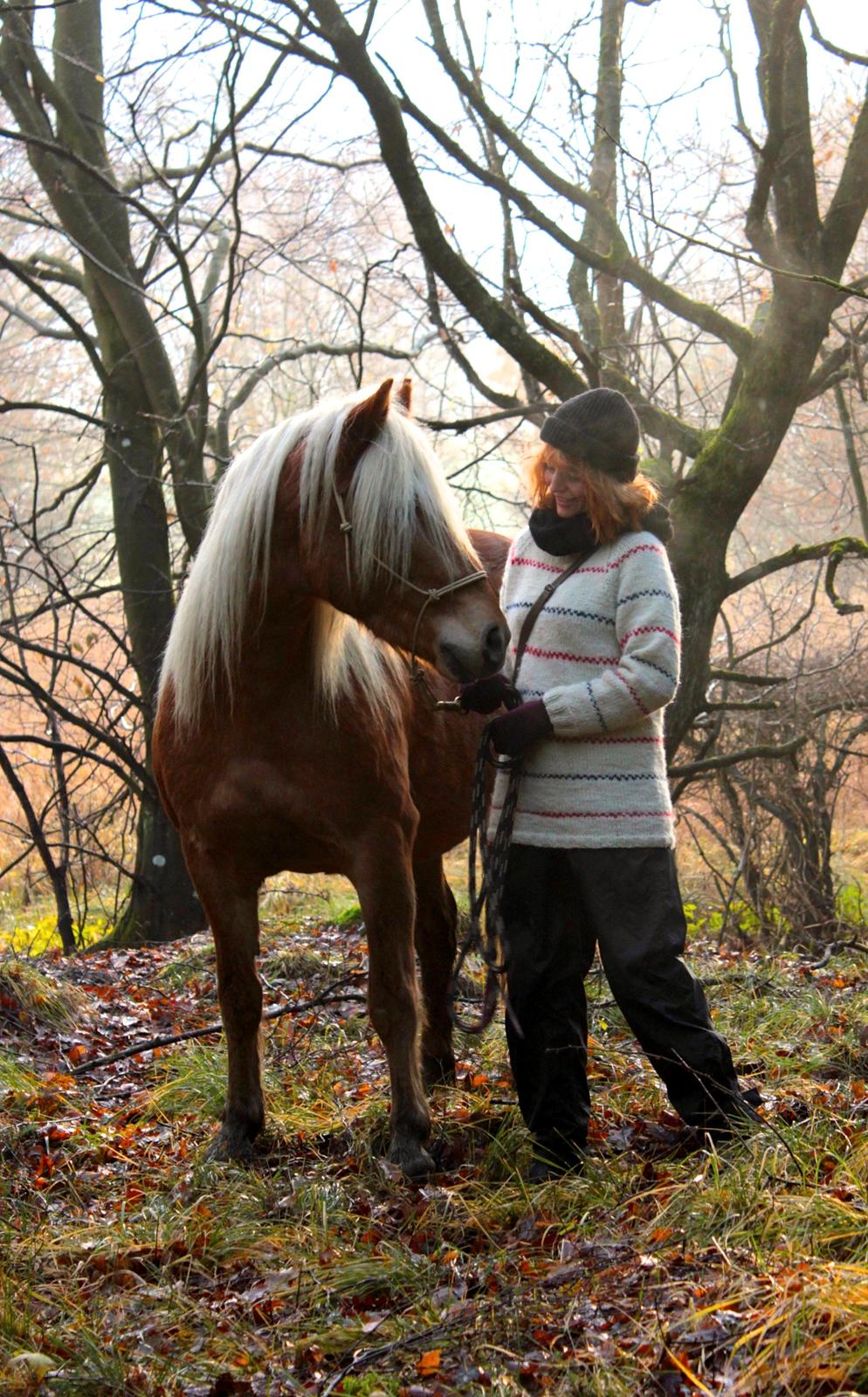 Haflinger Birch's Currin - Velkommen til Currin's side. 
foto fra november 2013 billede 1