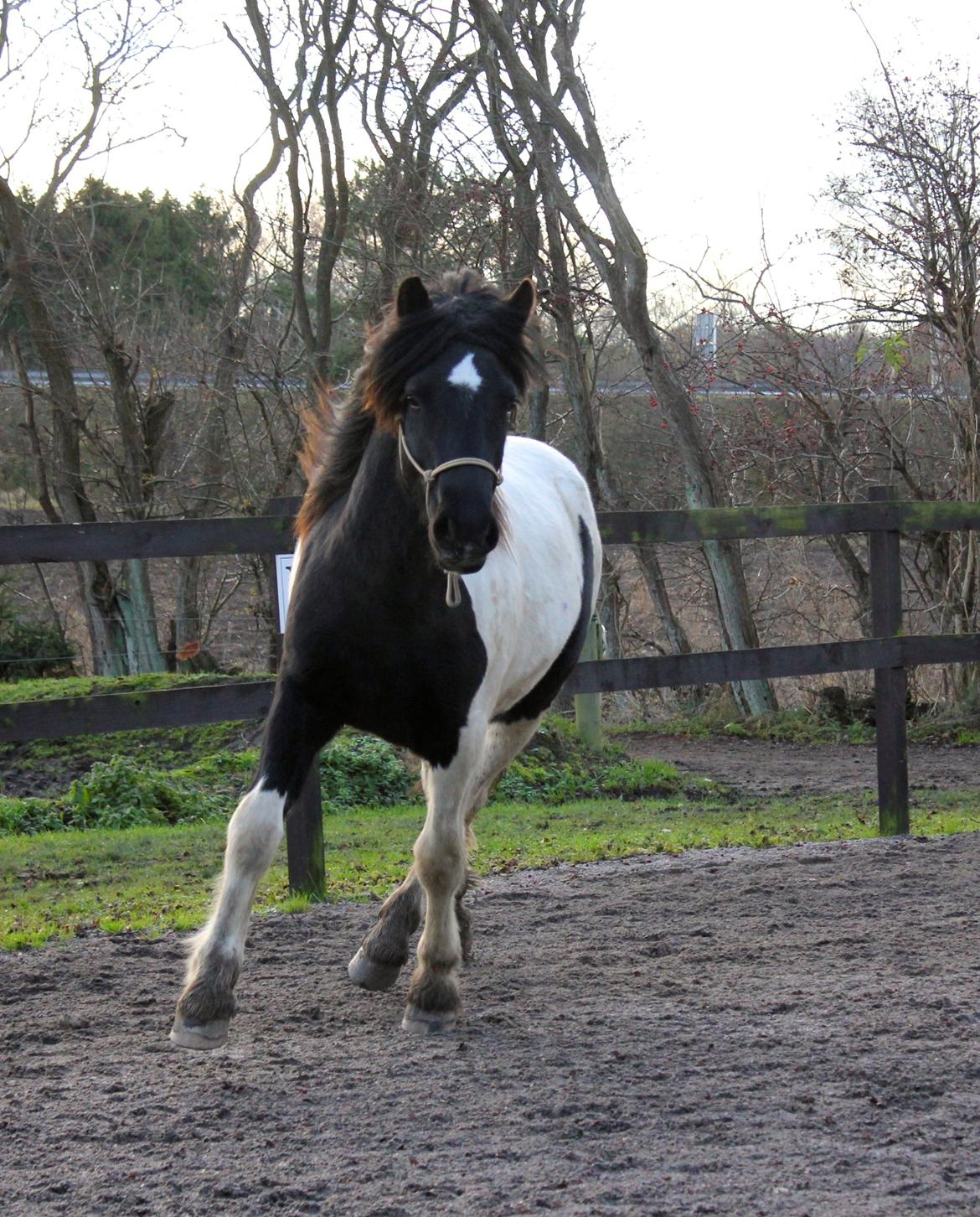 Irish Cob Crossbreed Skovperlens Sirius -  
November 2013 billede 18