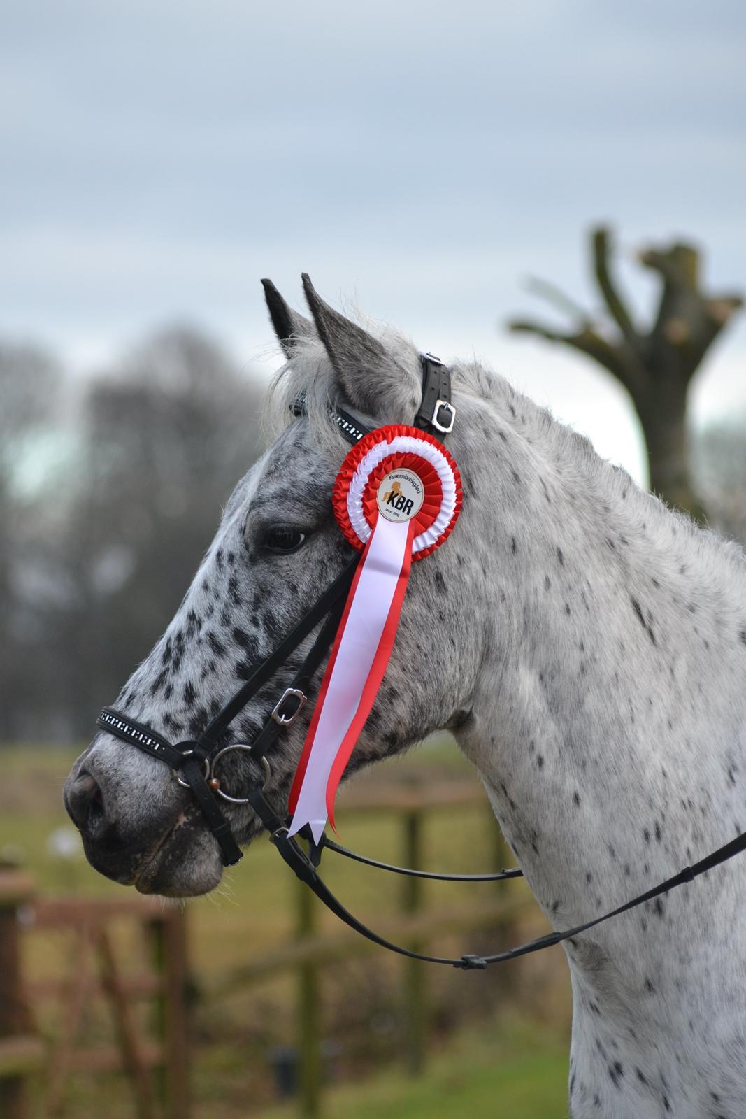 Knabstrupper Xander - LC1, vinder med 69% billede 1