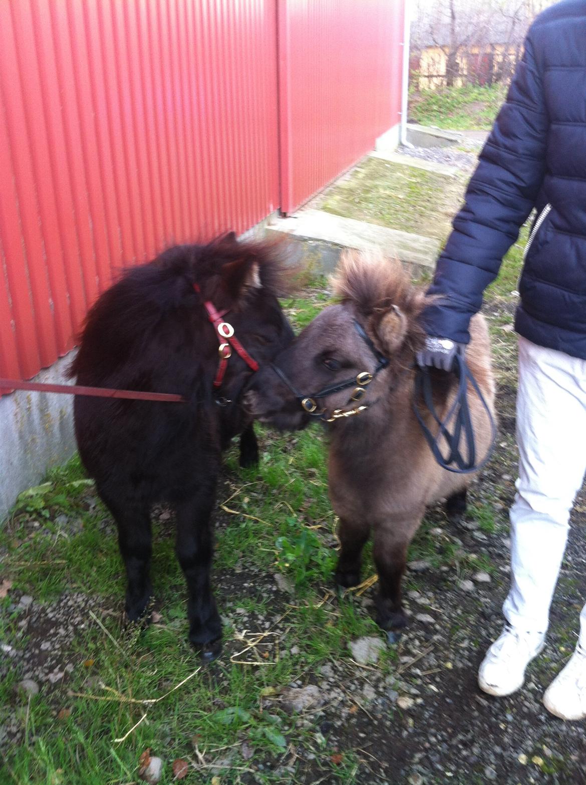 Shetlænder Bøgeskov's Sofia - Sofia og Ibi til Christmas Show :) billede 14