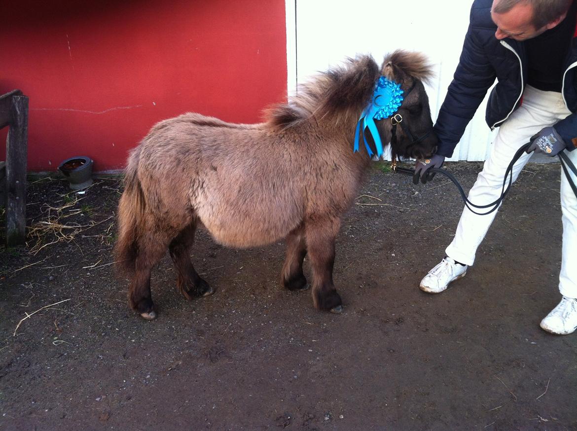 Shetlænder Bøgeskov's Sofia - Christmas Show 2013, Sofia fik 39 point. billede 15