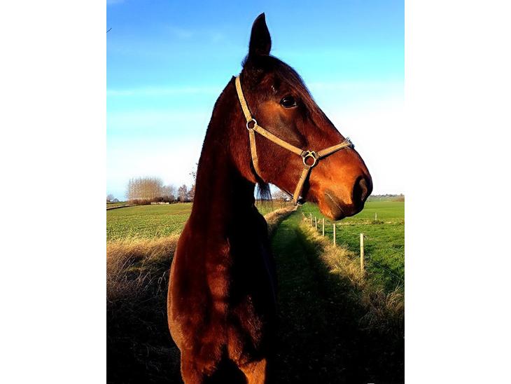 {{currentPhoto.altText}} billede {{currentPhoto.number}}