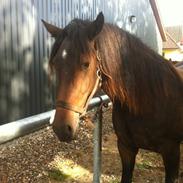 Welsh Cob (sec D) Ivenhoe