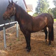 Welsh Cob (sec D) Ivenhoe
