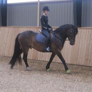 Welsh Cob (sec D) Ivenhoe
