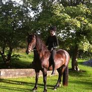 Welsh Cob (sec D) Ivenhoe