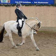 Fjordhest Højgaards Fronar