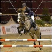 New Forest Staldbakkens Tic-Tacs