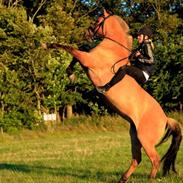 Anden særlig race Golden Dixie 