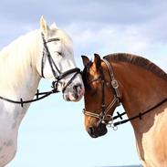 Anden særlig race Golden Dixie 