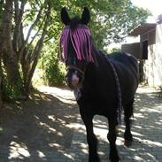 Anden særlig race misty fra vsr min bedste ven