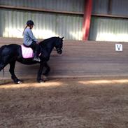 Anden særlig race misty fra vsr min bedste ven