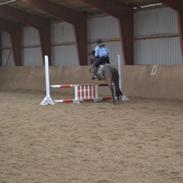 New Forest Roløkke Cassiar solgt:( <3