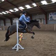 New Forest Roløkke Cassiar solgt:( <3