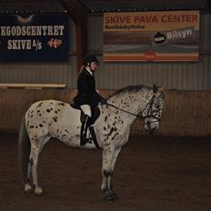 Knabstrupper Nevara Shadow aka. Punto