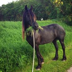 Frieser Olga af Hedegård