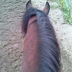 Welsh Cob (sec D) Stallone