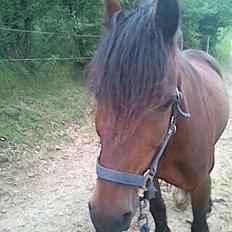 Welsh Cob (sec D) Stallone