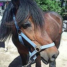 Welsh Cob (sec D) Stallone