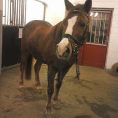 New Forest RKRR's Manja... *Ridder På*