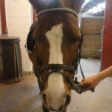 New Forest RKRR's Manja... *Ridder På*