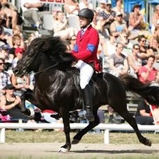 Islænder Kolfaxi fra Lilleheden