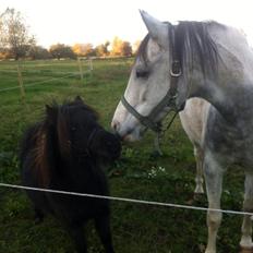 Shetlænder • Tulle •