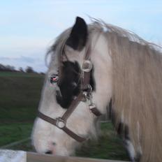 Irish Cob Crossbreed Evita