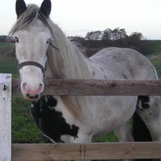 Irish Cob Crossbreed Evita