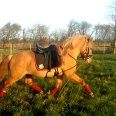 Anden særlig race Baby aka. Tino Von Rebel