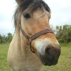 Fjordhest Andgårdens Mikkel