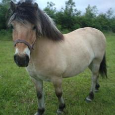 Fjordhest Andgårdens Mikkel