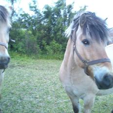 Fjordhest Andgårdens Mikkel