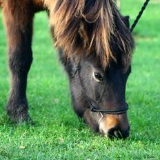 Islænder Svala (min lillebrors) *solgt*