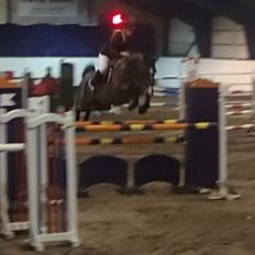 Dansk Varmblod Que tal "Solgt til USA"