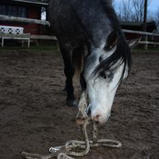 Anden særlig race Rolighedens Caruzo