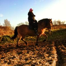 Anden særlig race Cisco