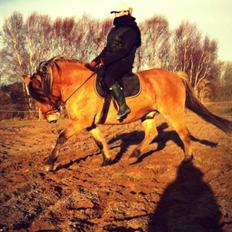 Anden særlig race Cisco