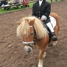 Shetlænder Superman