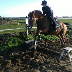 Anden særlig race Bakkens Flicka